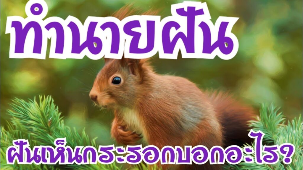 ฝันเห็นกระรอก 2566