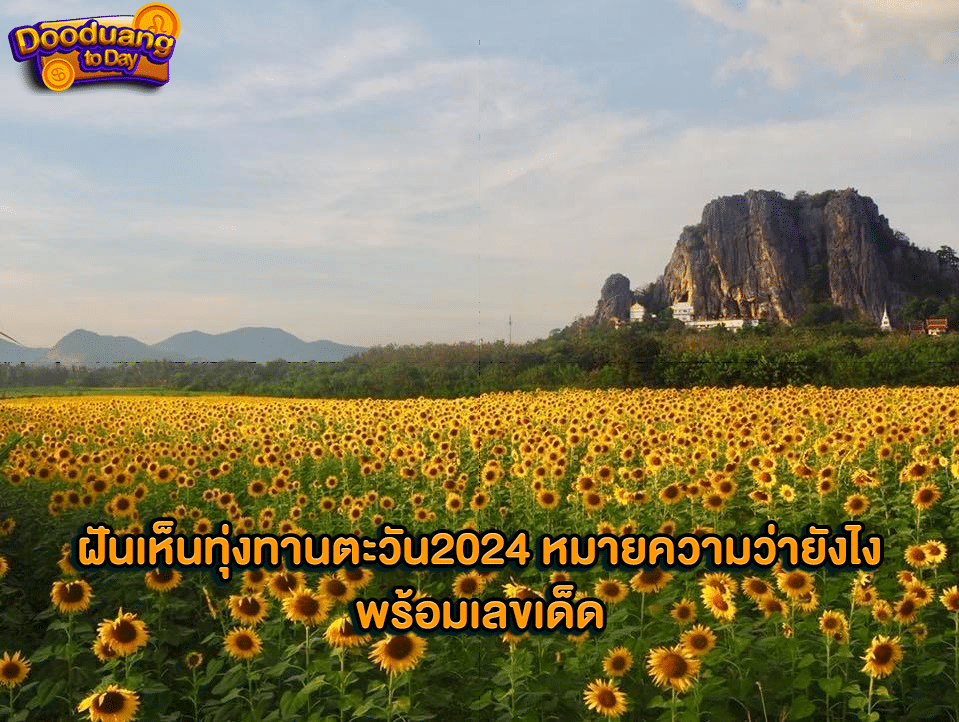 ฝันเห็นทุ่งทานตะวัน2024