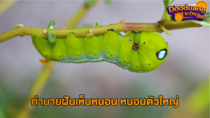 ทำนายฝันเห็นหนอน