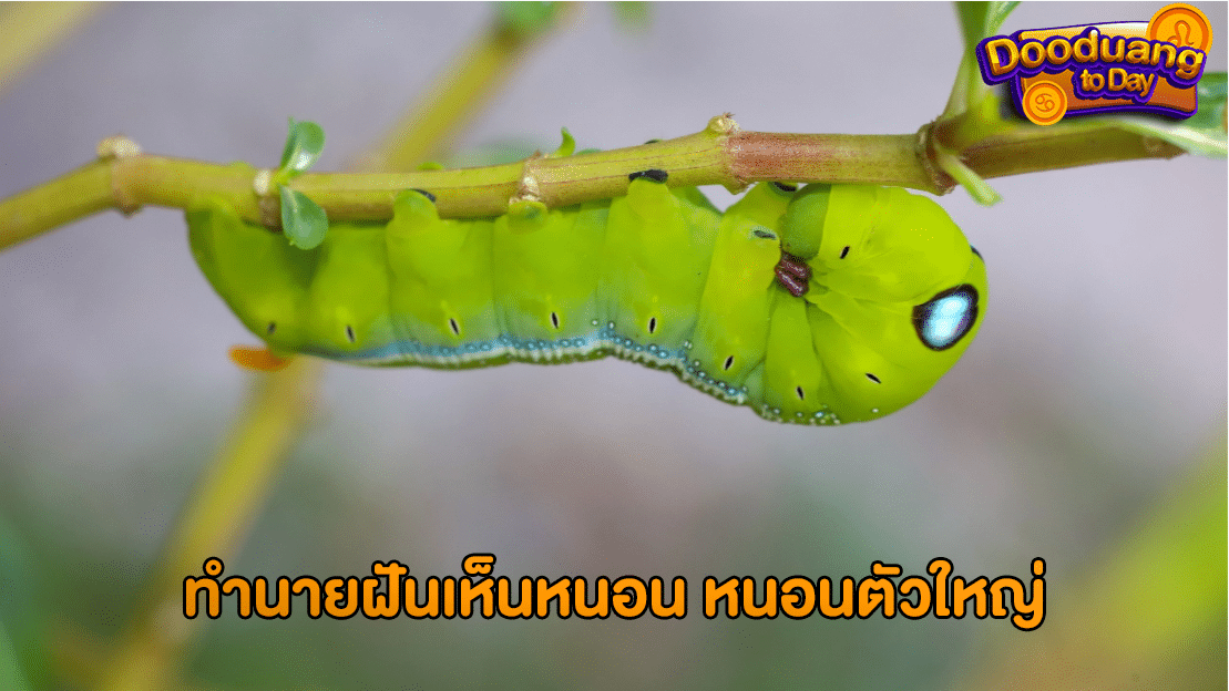 ทำนายฝันเห็นหนอน