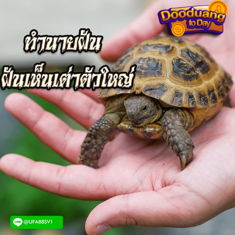 ฝันเห็นเต่าตัวใหญ่